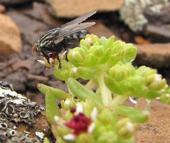 Crassula peploides