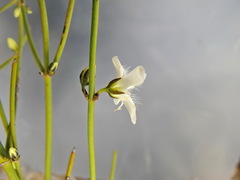 Orianthera nuda