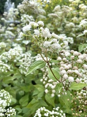 Ageratina