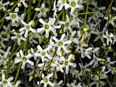 Orianthera nuda