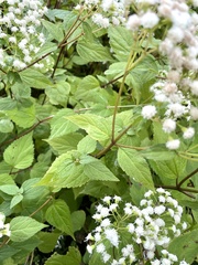 Ageratina