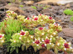 Crassula peploides