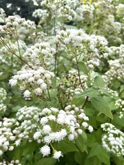 Ageratina