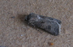 Agrotis bigramma