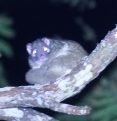 Pseudochirops archeri
