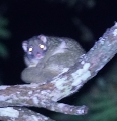 Pseudochirops archeri