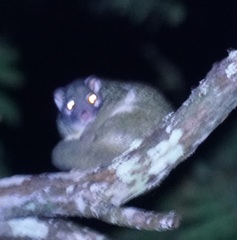 Pseudochirops archeri