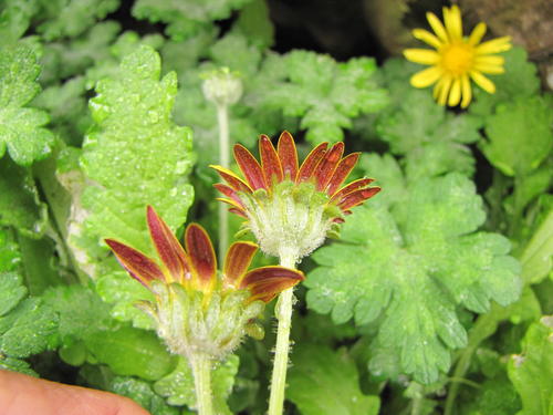 Arctotis arctotoides (L.fil.) O.Hoffm.