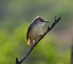 Prinia subflava affinis