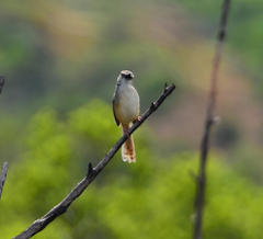 Prinia subflava affinis