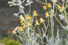 Senecio cinerascens