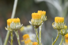 Senecio cinerascens