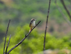 Prinia subflava affinis
