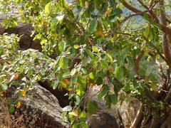 Ficus mollis