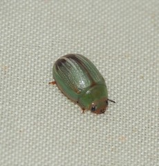 Peltoschema perplexum