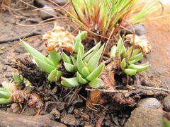 Bergeranthus katbergensis