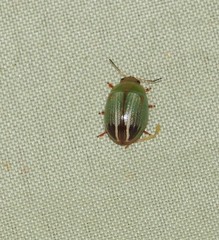 Peltoschema perplexum