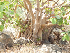 Ficus mollis