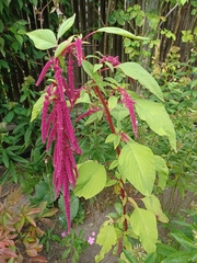 Amaranthus caudatus
