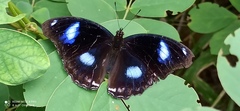 Hypolimnas bolina
