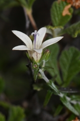 Wahlenbergia thunbergiana