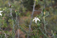 Wahlenbergia thunbergiana