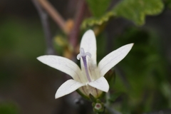 Wahlenbergia thunbergiana