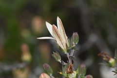 Wahlenbergia thunbergiana