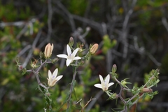 Wahlenbergia thunbergiana