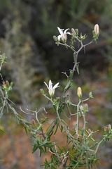 Wahlenbergia thunbergiana