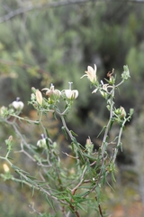 Wahlenbergia thunbergiana