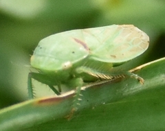 Gypona melanota