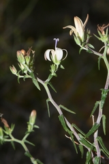 Wahlenbergia thunbergiana