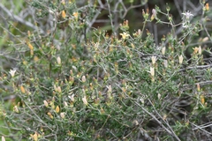 Wahlenbergia thunbergiana