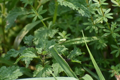 Gypona melanota
