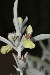 Stachys flavescens