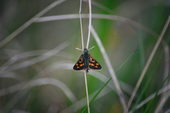 Carterocephalus palaemon