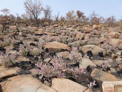 Searsia magalismontana magalismontana