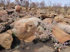 Searsia magalismontana magalismontana