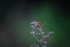 Carterocephalus palaemon