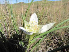 Colchicum striatum