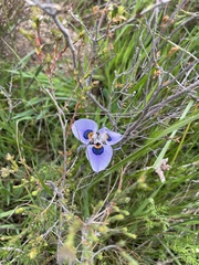 Moraea villosa