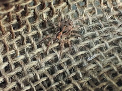 Artoriinae