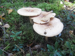 Lactarius aspideus