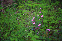 Silene dioica