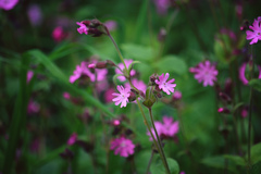 Silene dioica
