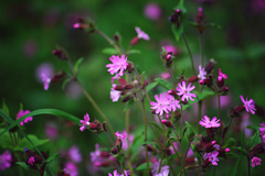 Silene dioica