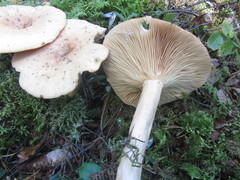 Lactarius aspideus