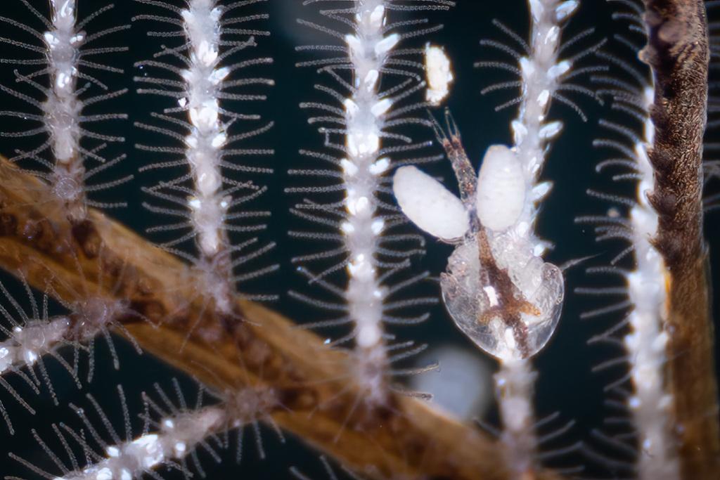 Asterocheridae