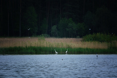 Ardea alba